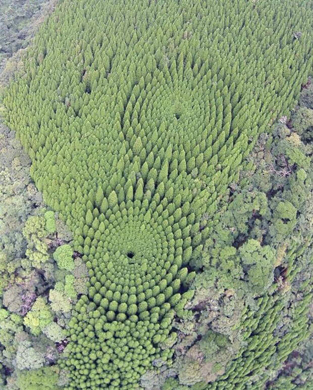 Загадочные круги деревьев в японском лесу — результат любопытного эксперимента 