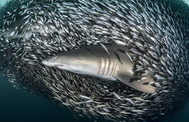 акулы_5