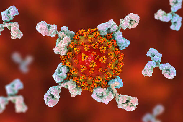 covid virus antibodies