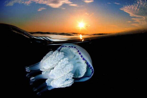 Медузы имеют самые разнообразные размеры. Диаметр их «купола» может составлять от 3 миллиметров, размером с наперсток до 2.5 метров. Самыми распространенными являются медузы величиной с блюдце. животный мир, медузы