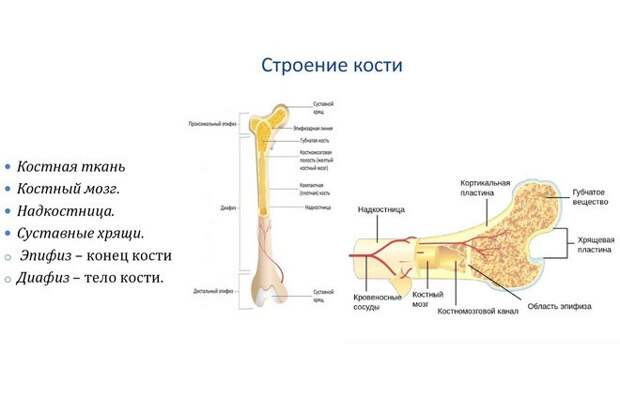 Из чего сделаны кости?