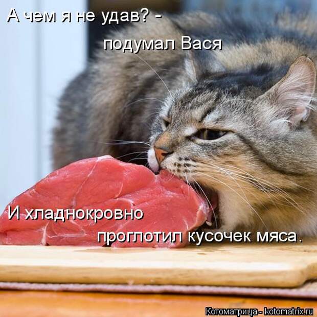Котоматрица: А чем я не удав? - подумал Вася И хладнокровно  проглотил кусочек мяса.