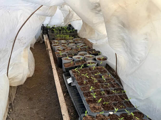 Не пропустите важные даты: три дня в апреле, когда томатная рассада получится крепкой, как дуб