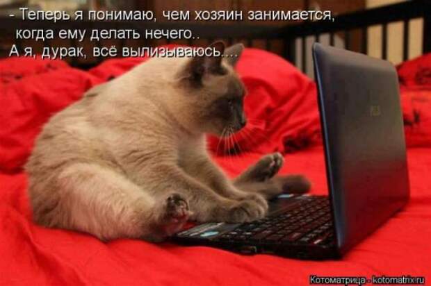 Котоматрицы(картинки с надписями)