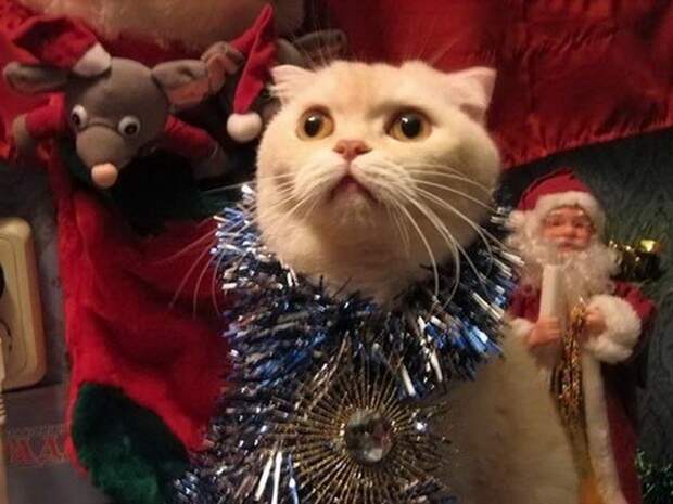 Новогодние коты животные, кот, новый год, рождество