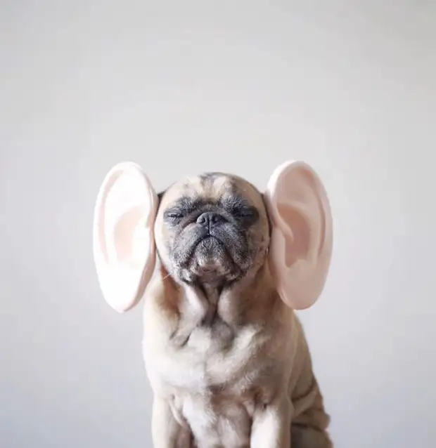 Я тебя слышу, Джереми! Фото: Jeremy Veach. Я тебя слышу, Джереми! Фото: Jeremy Veach.