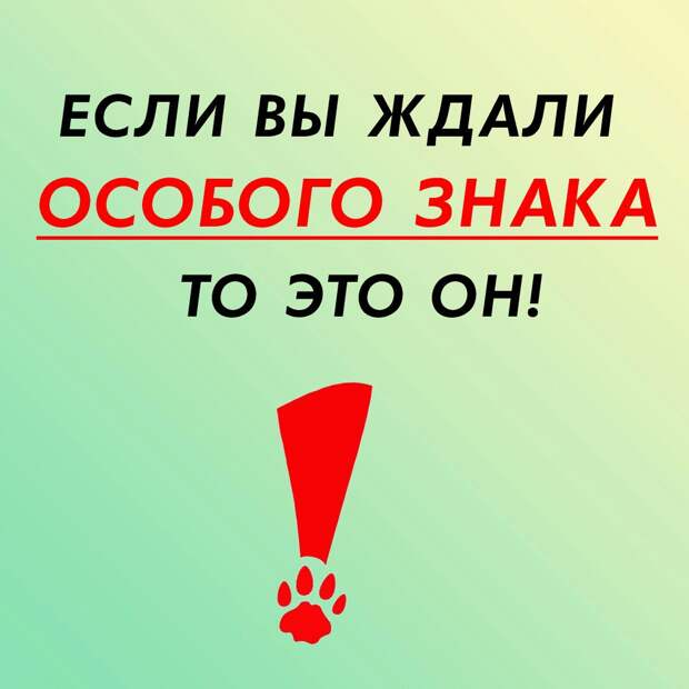 Бывшедомашние на улице долго не живут... Её жизнь зависит от вашей помощи!