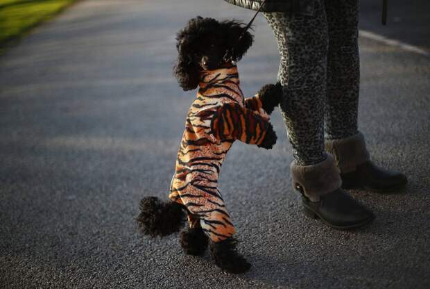 Выставка собак Crufts Dog Show 2019 проходит в Великобритании