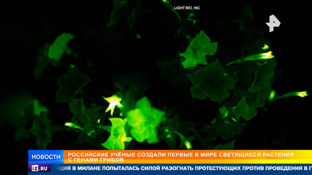 Российские ученые создали первые в мире светящиеся растения с генами грибов