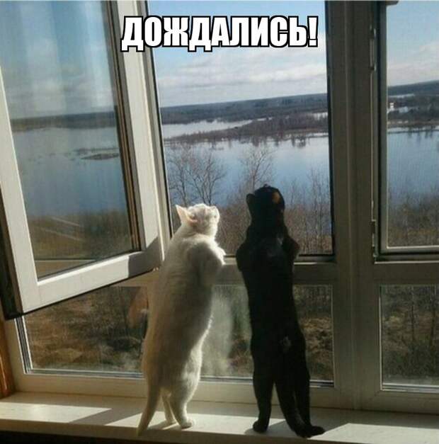 Субботний котопост картинки с надписями., смешные коты и кошки, фотоприколы