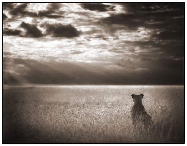 фотографии африки. Nick Brandt