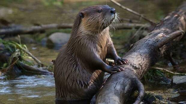 В Швейцарии создали горячую линию для пострадавших от бобров