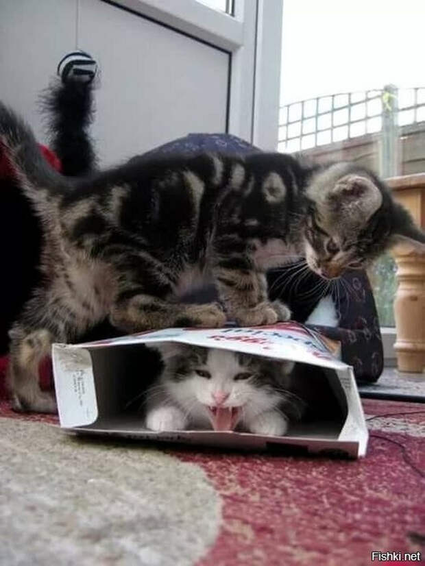 35b83032ae75138b5128283e6a4ed896 (525x700, 172Kb)