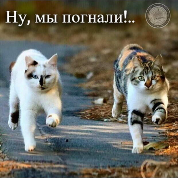 Ну, мы погнали!