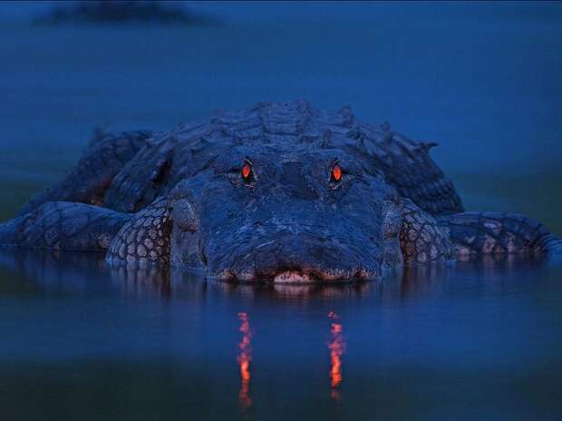 Лучшие фотографии от National Geographic за 2012 год national geographic, дикая природа, животные, лучшие фотографии, природа