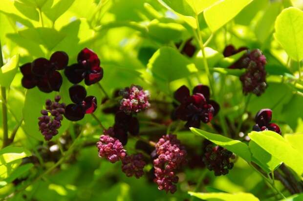 Акебия пятерная (Akebia quinata)