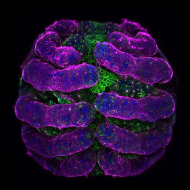 20 работ с конкурса микрофотографии Nikon Small World 2018