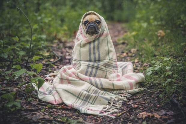 Собака/ Фото pxhere.com