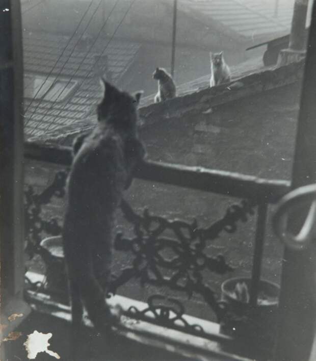Встреча кошек, 1948. Фотограф Эдуард Буба