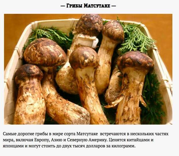 Самая дорогая еда на планете Еда, Гурман, Дорогие продукты, Удивительный мир вокруг нас, Длиннопост