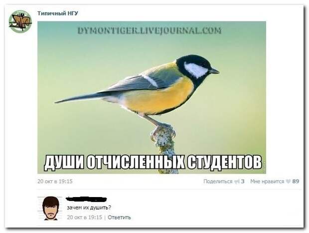 Смешные комментарии из социальных сетей