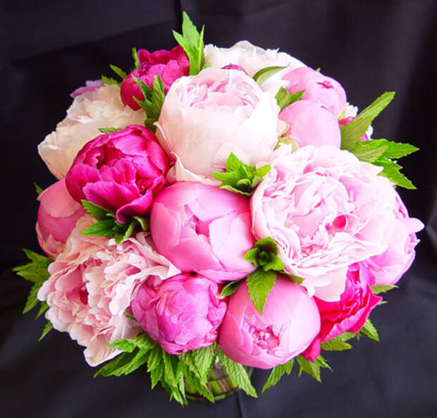 Пионы символизируют любовь - цветы на День Святого Валентина - 14 февраля
