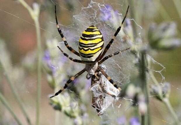 На Кубани наступает пора цветения: эколог рассказал, как нанести «превентивный удар» по вредителям сада, пока они ещё спят