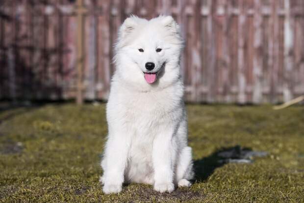Current Biology: у собак породы самоед обнаружили "музыкальный слух"