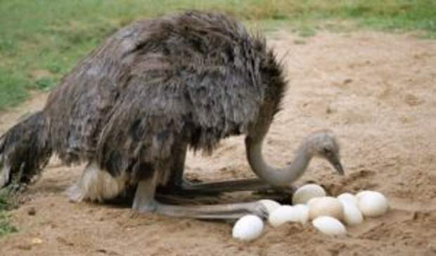 Свойства страусиного яйца