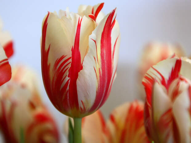 http://wallpapers.7savers.com/red-striped-tulip-wallpapers_5641_1024x768.jpg