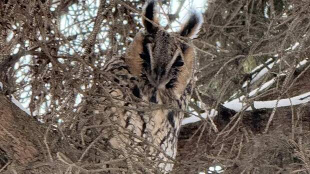 На ели около Скопинского Дома социального обслуживания поселился символ мудрости – сова