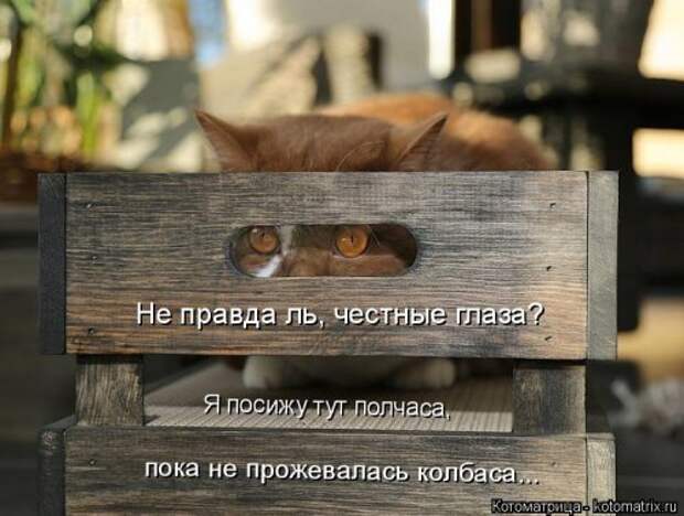 Лучшая котоматрица недели (38 фото)