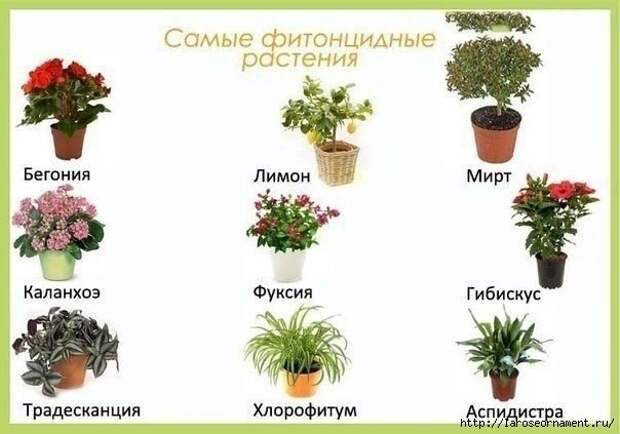 PMOnDJnja4Y (604x423, 117Kb)