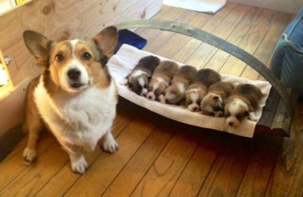 Представляем Вам 30 собак, которые очень гордятся своим потомством
