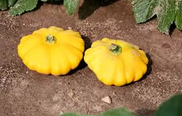 Сорт патиссона НЛО оранжевый фото, патиссон НЛО оранжевый