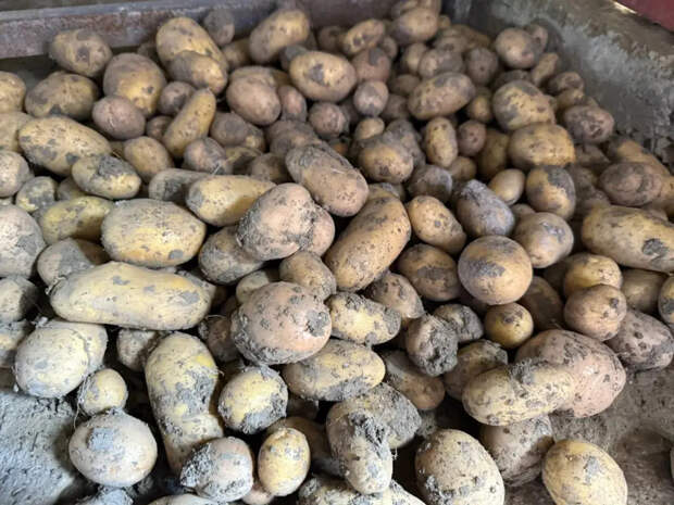 Разложил и забыл: как сажать картошку без перекопки, окучивания и прополки