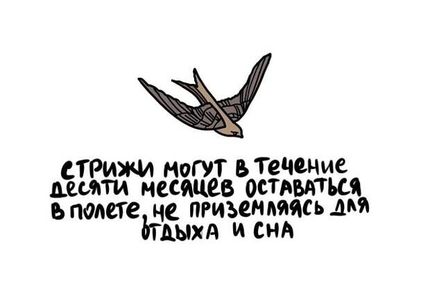 Короткие и интересные факты на все случаи жизни