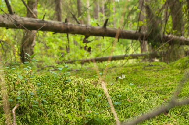 Больше Швейцарии: специалисты раскрыли, где находится крупнейшее в мире болото
