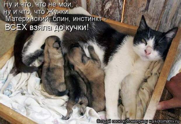 Котоматрицы(картинки с надписями)
