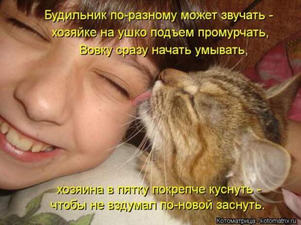 Котоматрицы (картинки с надписями)