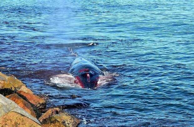 Умирающий кит приплыл к людям за помощью Природа и человек, волонтеры, гибель кита, животные, кит, полосатик, помощь киту, трогательно
