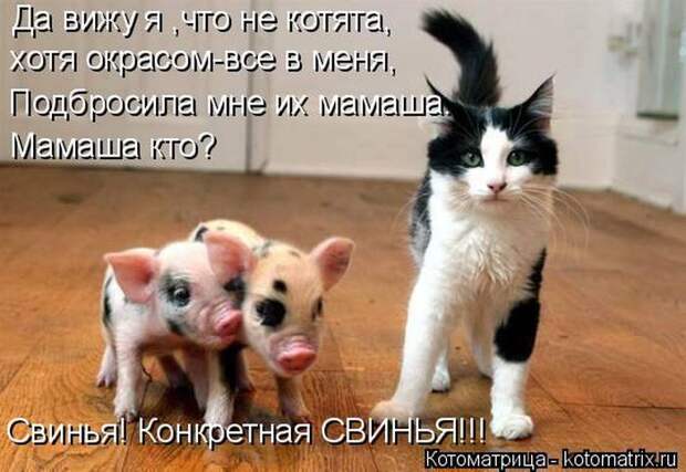 Лучшие котоматрицы недели (50 фото)