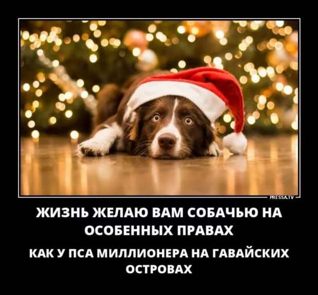 Прикольные демотиваторы с надписями. Подборка chert-poberi-dem-chert-poberi-dem-57290913072020-10 картинка chert-poberi-dem-57290913072020-10