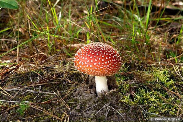 Лес грибы гриб мухомор