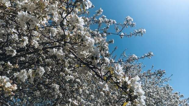Деревья-невесты. Барнаул украсился белыми облаками цветущих яблонь