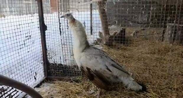 Как он туда попал? На остановке общественного транспорта в Краснодаре пассажиры обнаружили павлина