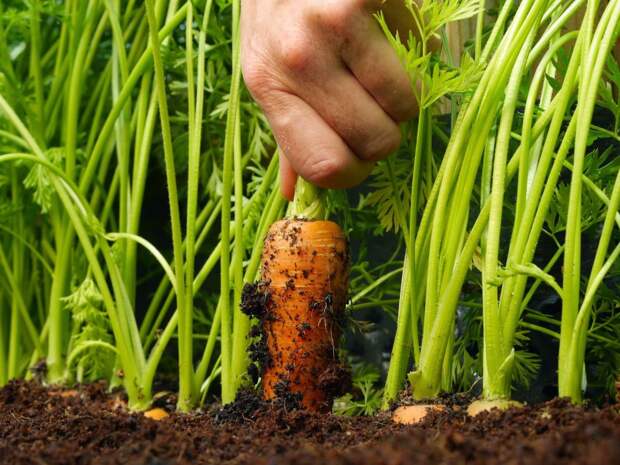 Как вырастить крупную и сладкую морковь? Приёмы, агротехника, советы и  секреты. Фото — Ботаничка.ru