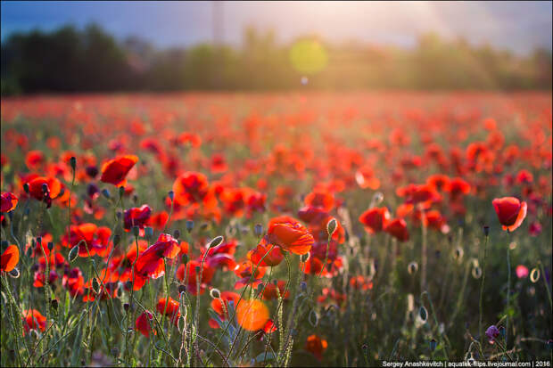 Crimean poppies / Крымские маки