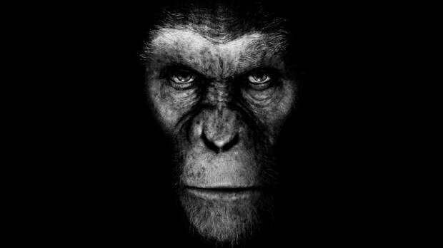 www.GetBg.net_Movies_The_moment_from_the_movie_the_Planet_of_monkeys_Revolution_065745_