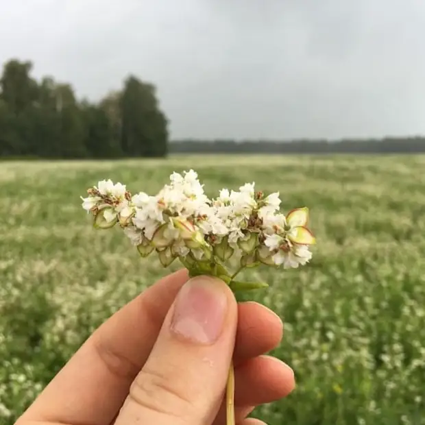 Почему в Европе не едят гречку